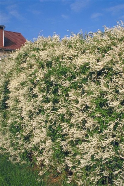 Фаллопія Ауберта (Горець)